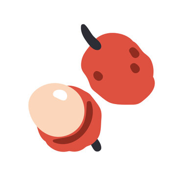 Lychee, tropical fruit. Exotic fresh sweet lichi, juicy nut pulp. Healthy vitamin food, lichee. Litchi, natural nutrition. Colored flat graphic vector illustration isolated on white background