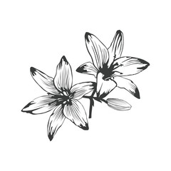 Forever susan asiatic lily flower silhouette illustration