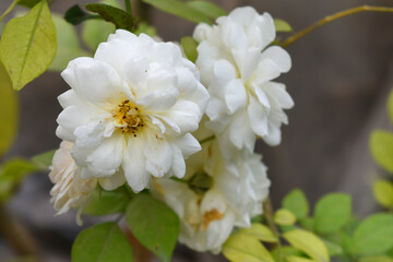 Beautiful white rose flower closeup in garden, A very beautiful white rose flower bloomed on the rose tree, Rose flower closeup, bloom flowers, Natural spring flower, Natural floral background, 