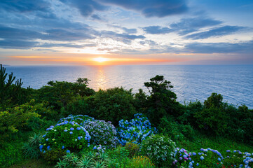伊豆の海の風景、あじさいの花と朝焼けの海