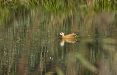 ruddy shelduck on a pond, beautiful reflection of a ruddy shelduck, reflection of the ruddy shelduck in the lake, water bird surrounded by green autumn colors, water surface shimmers green