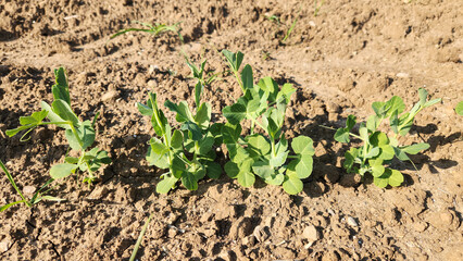 During the winter season in the Mediterranean, pea plants sown in the fields are in the growth stage, showcasing their development  for a future harvest in April and May