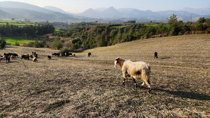 Obraz premium A herd of local goats grazing on stubble and newly sprouted grass in a field in a village in the Taurus Mountains.