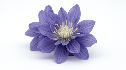 Purple Lotus Blossom Isolated on White Background with Details