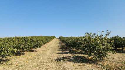 Obraz premium An orchard of Meyer lemon (Citrus × meyeri), a sweet and thin-skinned lemon variety which is less acidic and has a sweeter flavor compared to other lemon varieties