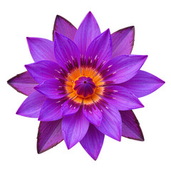 Fototapeta premium Close-up view of a vibrant purple water lily with intricate details.