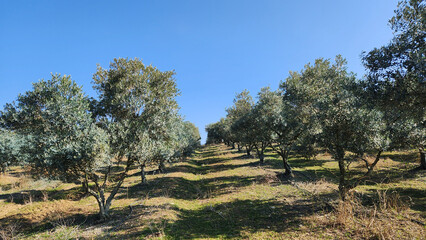 Olive trees applied Bordeaux mixture treatment in late autumn and winter to fend off fungal...