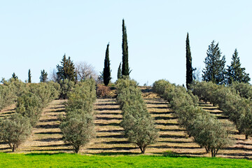 Olive trees, which serve as a source of olive oil for healthy nutrition, also offer a unique beauty...