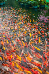 kio fishes swimming in the pond