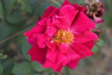 Beautiful red rose flower closeup in garden, A very beautiful red rose flower bloomed on the rose tree, Rose flower closeup, bloom flowers, Natural spring flower, Natural floral background,