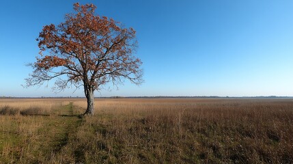 Fototapeta premium Autumn tree, field path, blue sky. Nature landscape