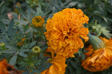 orange marigold flower blossom in garden, orange Mari Gold flowers for decorate garden, Close up of beautiful orange marigold flower. Nature, Marigold flowers bloom in the morning, Marigold