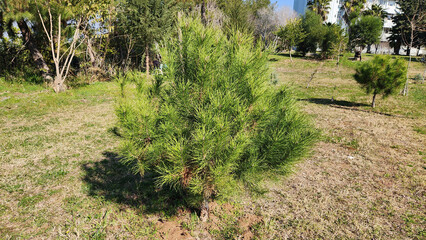 A newly planted stone pine (Pinus pinea) sapling stands tall in a city park, promising future shade and beauty as it grows amidst the urban landscape and bustling activity.