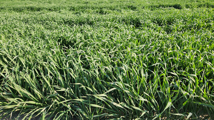 In the Mediterranean region, enjoying the vivid green tones of winter wheat in the tillering phase under the sunlight is a calming experience.