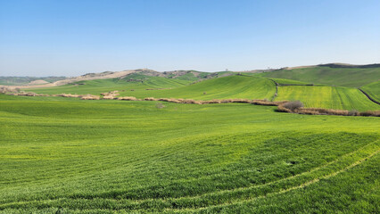 Obraz premium In the Mediterranean region, enjoying the vivid green tones of winter wheat in the tillering phase under the sunlight is a calming experience.
