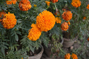 orange marigold flower blossom in garden, orange Mari Gold flowers for decorate garden, Close up of beautiful orange marigold flower. Nature, Marigold flowers bloom in the morning, Marigold