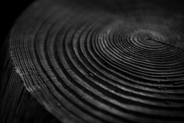 Obraz premium Tree Stump Texture with Annual Rings, Black and White Close-Up. Generative AI