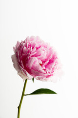 Elegant Peony Showcasing Its Delicate Pink Petals Against a Pristine White Background, Embodying Nature's Beauty and Grace in Quiet Simplicity and Tranquility