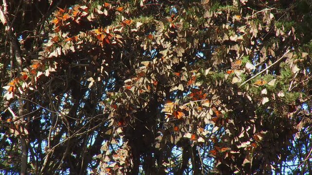Monarch butterfly grove in Pismo beach, California