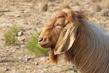 Fototapeta premium The majestic head of a Damascus goat buck showcases a broad, robust shape with a curved Roman nose, long pendulous ears, expressive eyes