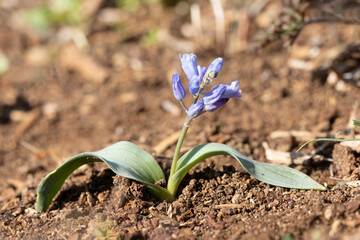 A mountain hyacinth blooming in the Mediterranean climate on mountain slopes covered with maquis in February