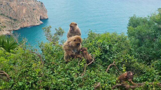 Shot of a family of monkeys in the trees, with young ones actively playing and jumping, set against the cliffs of Bejaia, Algeria and the blue Mediterranean Sea in the background