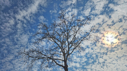 On a winter's day, the oriental plane tree stretches towards the cloudy sky.