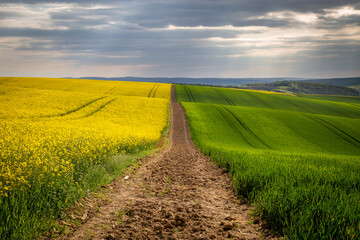 Rural rapeseed spring fields in South Moravia, Czech Republic.