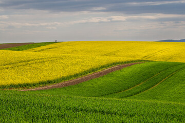 Rural rapeseed spring fields in South Moravia, Czech Republic.