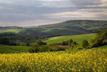 Rapeseed fields, Moravia, Czech Republic