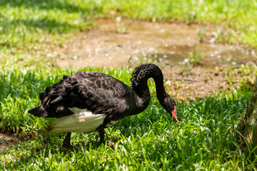 black swan on the grass