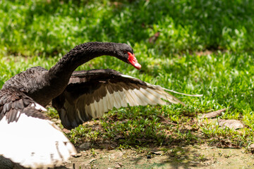 black swan on the grass