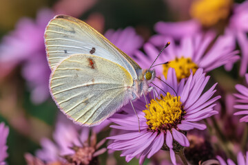 Obraz premium Close up butterfly rests quietly on vibrant flower