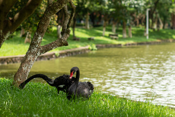 black sewans on the grass