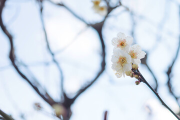 Plum blossoms rustling in the spring breeze