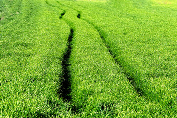 The vivid green of the wheat field will transform the winter sun into golden grains and prosperity...