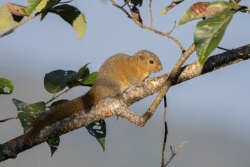 Hoary-bellied Himalayan Squirrel on a branch