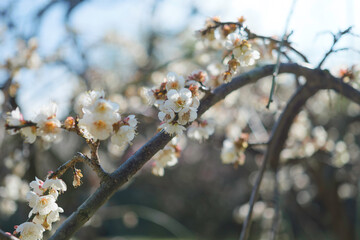 Plum blossoms rustling in the spring breeze