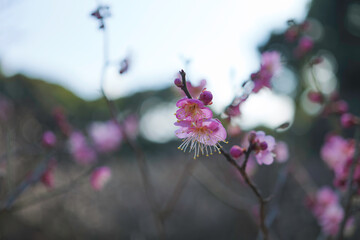 Plum blossoms rustling in the spring breeze