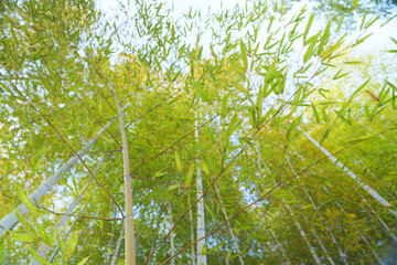 Obraz premium Environment ecology image of bamboo forest
