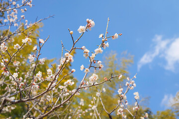 Plum blossoms rustling in the spring breeze