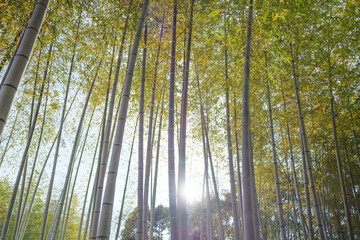 green bamboo forest in the daylight	
