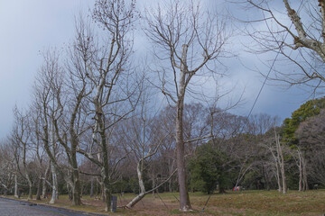 Winter park, lined with dead trees