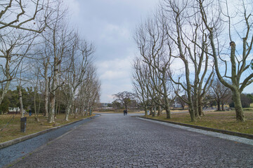 Winter park, lined with dead trees