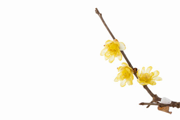白い背景に咲くロウバイ