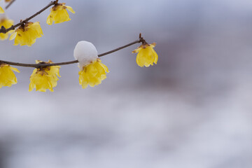 雪と蝋梅