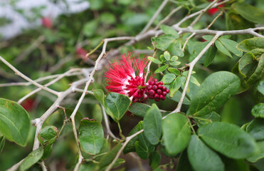a tropical plant with small red berries