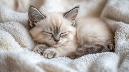 Obraz premium Adorable Kitten Sleeping Peacefully on a Soft Blanket