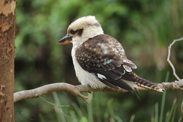 Kookaburra in Nature