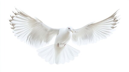 Obraz premium A natural white seagull with outstretched wings soaring through the air, isolated on a white background
